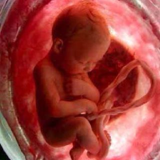 baby in womb